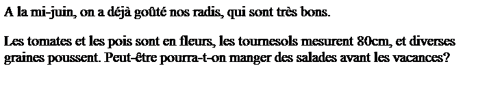 Zone de Texte: A la mi-juin, on a d�j� go�t� nos radis, qui sont tr�s bons.
Les tomates et les pois sont en fleurs, les tournesols mesurent 80cm, et diverses graines poussent. Peut-�tre pourra-t-on manger des salades avant les vacances?
